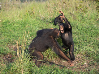 Chimpanzee consists of two extant species: the common chimpanzee and the bonobo. Together with humans, gorillas and orangutans they are part of the family Hominidae (the great apes). (Pan troglodytes)