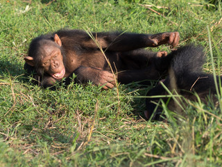 Chimpanzee consists of two extant species: the common chimpanzee and the bonobo. Together with...
