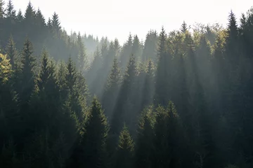 Fotobehang De zonnestralen in de nevel vallen door de takken van groene sparren en dennen © evgenydrablenkov