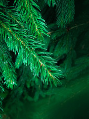Wet green pine tree brunches with needles closeup. Green spruce after rain in the wood. Pine tee texture background.