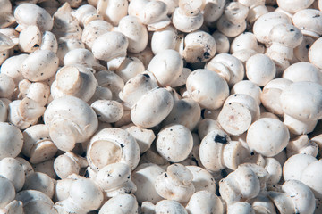 texture, containers for sauces, mushrooms, champignons, patty, second course in the restaurant, fast food, food, healthy food