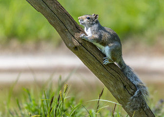 Grey Squirrel