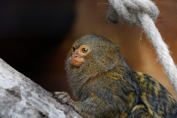 Ouistiti pygmée en gros plan