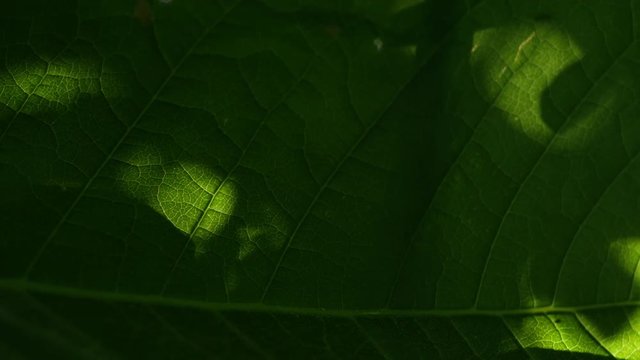 Sun shines on the huge green leaf through the crone of the tree