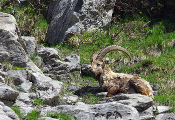 Un bouquetin mâle avec de grandes cornes dans les Alpes en France