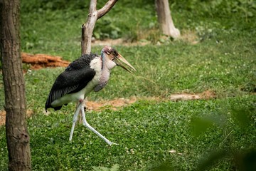 Marabou Stork (Leptoptilos crumeniferus) in the zoo