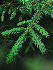 Green pine tree brunches with needles closeup. Green spruce after rain in the wood. Pine tee texture background.