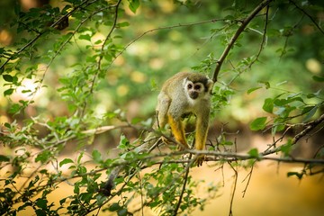 Common squirrel monkey (Saimiri sciureus) walking on a tree branch