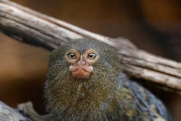 Ouistiti pygmée en gros plan