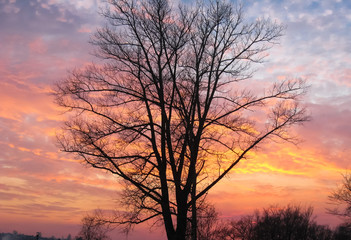 Fototapeta na wymiar Black silhouette of the tree in dusk opposite colorful sunset