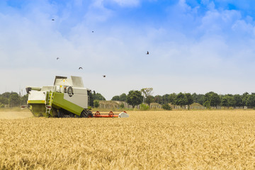 combine working in a field of wheat