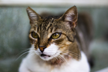 Portrait of a little cat on the street