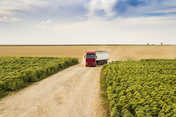 truck full of grain arriving at destination in a country road in a field of sunflower © GratielaLoredana