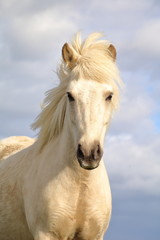 Fototapeta premium Icelandic horse