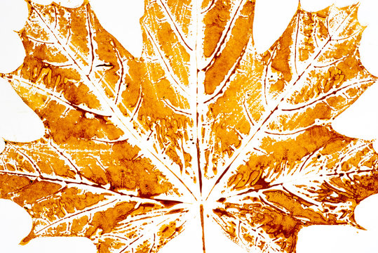 fall leaf print on paper