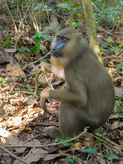 mandrill close-up portrait (Mandrillus sphinx)