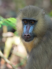 mandrill close-up portrait (Mandrillus sphinx)