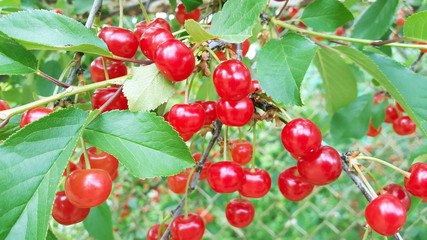 big harvest of cherries in the garden