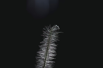A single piece of wild grass in the South African bush