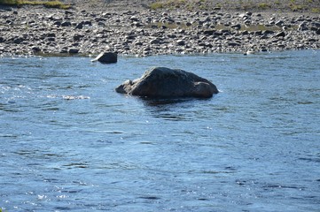 Fototapeta premium ninovka32