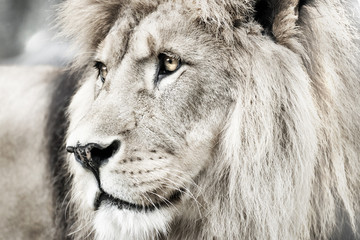 Lion. Portait lion in white lights