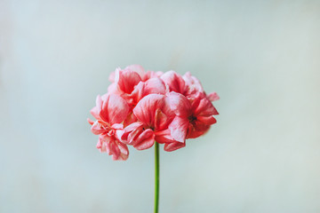 blooming pink geranium