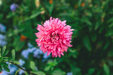 Flower of pink aster in the garden