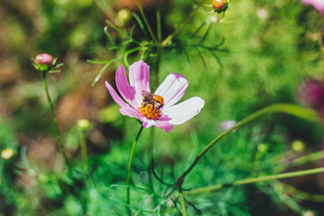 bumble bee sitting on Pink cosmos flower (Cosmos Bipinnatus) with blurred background