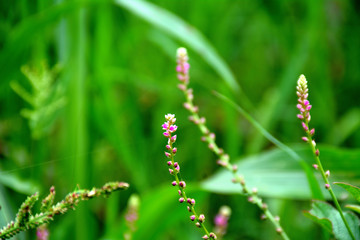 beautiful flowers with green background giving a amazing look in summer season