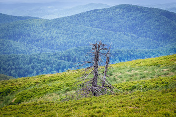 Fototapeta premium View from Wetlina hiking trail in Bieszczady National Park in Poland