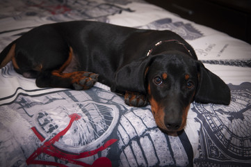 black dog