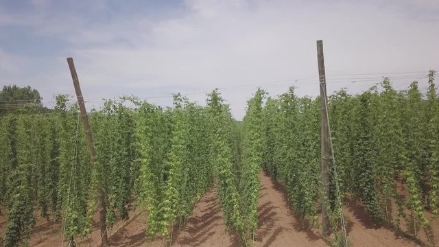 Hopfenfeld in der Fr&auml;nkischen Schweiz