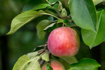 Apple hanging out on a tree branch in a garden.