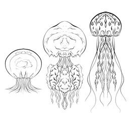 Set of contour black and white illustrations of jellyfishes. The object is separate from the background. Linear illustration for printing on T-shirts, covers, sketches of tattoos and your design.