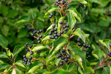 swamp dogwood (Cornus foemina) berries on a bush