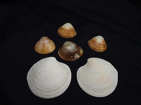 ラグ-ナビ-チの貝