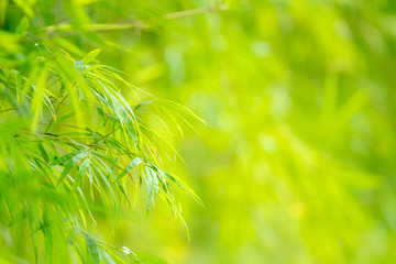 Closeup green bamboo with grenery background and copy space for text.