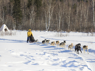 one traditional travel on the snow field by using dog dragging slate.