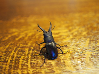 ノコギリクワガタ