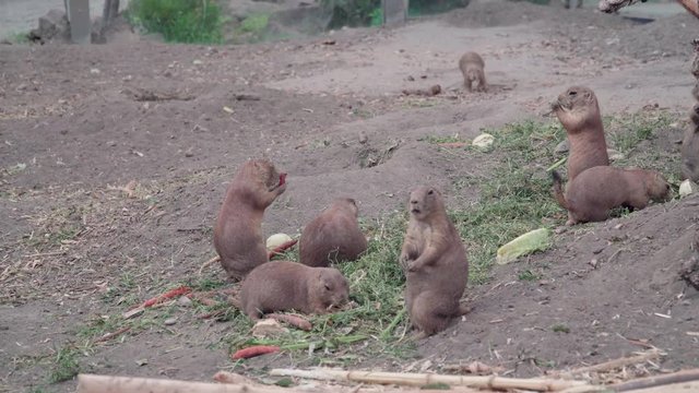Prairie dog family eat in group Budapest zoo Hungary 4K wide
