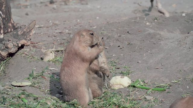 Two Prairie dog eat and steal food Budapest zoo Hungary 4K close