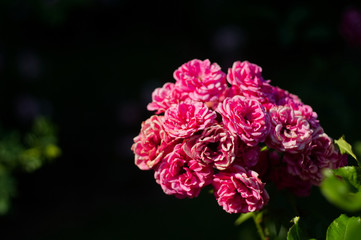 Blooming floribunda flowers in the roses garden.