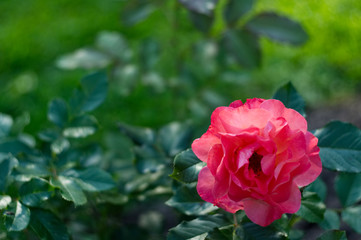 Blooming rose flowers in the garden.