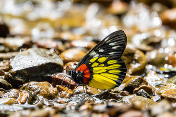 Beautiful Butterfly in the forest.