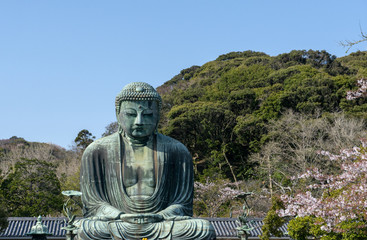 Bronze statue of Buddha beside cherry blossom in Kamakura