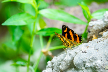Beautiful Butterfly in the forest.