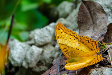 Beautiful Butterfly in the forest.