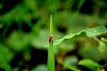 small insects are sitting and moving on green leaves in farms in summer