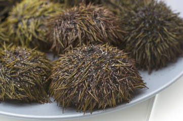 sea urchins on a plate