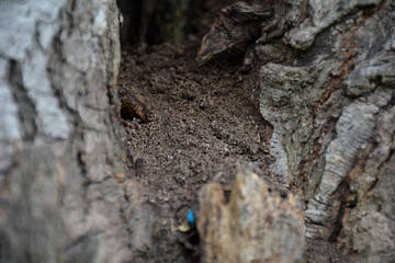 ant home on tree trunk